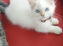 قطط شيرازي cat for sale قطط شيرازي cat for sale