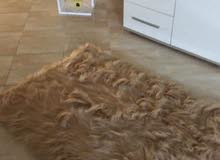 غرف نوم للبيع خزائن للبيع غرف نوم تركية مودرن دواليب وخزائن بلاستيكية ارخص الاسعار في وجدة