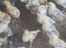 صوص للبيع عمر اسبوعين صوص للبيع عمر اسبوعين