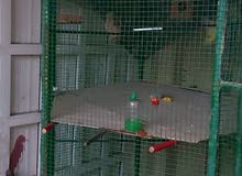 Big Cage for birds and other Pets Big Cage for birds and other Pets