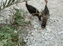 ديك رومي ديك رومي