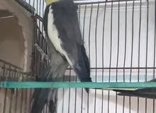 كوكتيل للبيع او للبدل