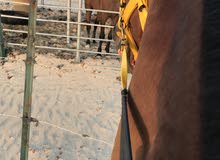 خيل ربدان عمره 6 سنين خيل ربدان عمره 6 سنين