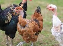 مطلوب زوج دجاجات ابو ركيبه مطلوب زوج دجاجات ابو ركيبه