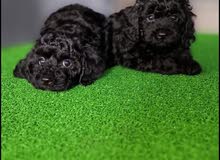 toy poodle puppies for sale toy poodle puppies for sale
