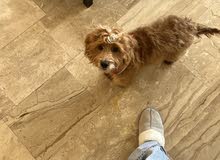 Maltipoo pappy