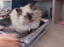 Himalayan chocolate and red point kitten Himalayan chocolate and red point kitten
