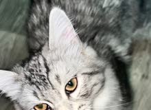 قطة شيرازي العمر 6 اشهر