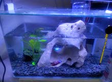 Fish Tank Setup Fish Tank Setup