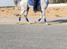 stallion for sale stallion for sale
