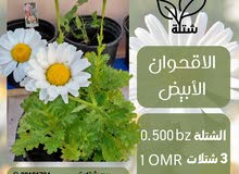 Plants for sale