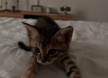 كيتنز للتبني برسوم  ، Kittens for adoption with fee