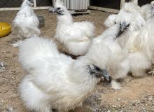 White Silkies for sale White Silkies for sale