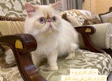 قط للتلقيح ، قط للتلقيح ،