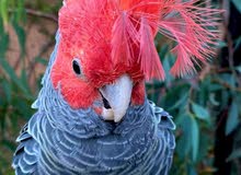 Beautiful cockatoo for sale