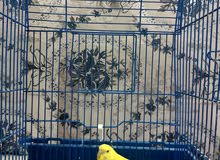 طيور بادجي زوج للبيع طيور بادجي زوج للبيع