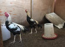 بيع دجاج بكستاني بيع دجاج بكستاني