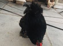 دجاج بلاك دجاج بلاك