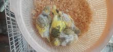 English Budgies Chicks English Budgies Chicks