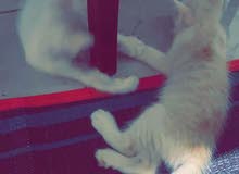 قطط شيرازي قطط شيرازي