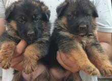 german shepherd puppies german shepherd puppies