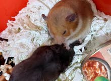 3 hamster and 4 baby hamster with full setup 3 hamster and 4 baby hamster with full setup