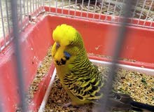 مطلوب نثيه مطلوب نثيه