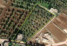 Farm Land for Sale in Irbid Kufr Sowm