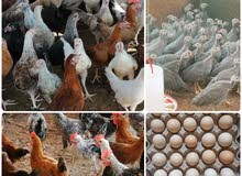 Local Chickens .... دجاج محلي Local Chickens .... دجاج محلي