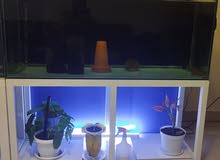 aquarium with iron stand, canister filter and dphin light