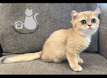 golden british straight ny11 kitten male ذكر golden british straight ny11 kitten male ذكر