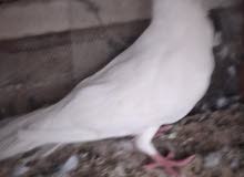 فحل بوم حار فحل بوم حار
