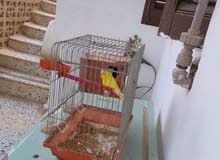 كوبيه بقلينو للبيع بلقفص دكر مالطي وانتى انجلزيه كوبيه بقلينو للبيع بلقفص دكر مالطي وانتى انجلزيه