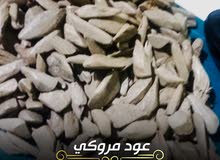 العود الاندونيسي الماروكي العود الاندونيسي الماروكي