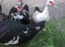 بط بلدي للبيع سعر الحبه5دنانير بط بلدي للبيع سعر الحبه5دنانير