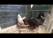 breeding pair laying on eggs breeding pair laying on eggs