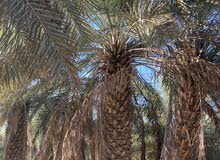 خلاص سيح الخير - ليوا خلاص سيح الخير - ليوا