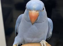 متو دره ازرق متو دره ازرق