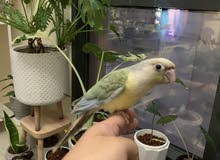 green cheek conure - mint green cheek conure - mint