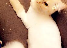 قطة شيرازيه ممتازه وجميله قطة شيرازيه ممتازه وجميله