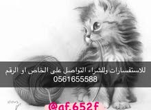 قطة بريتش انثى قطة بريتش انثى