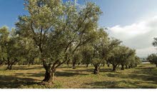 Mixed Use Land for Sale in Jenin Deir Ghazala