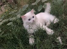 قط شيرازي ذكر قط شيرازي ذكر