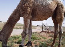 Camels In Jordan