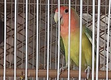 Loverbird Loverbird