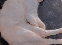 شيرازي شيرازي