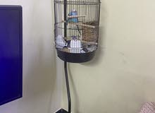 Birds with Cage for sale