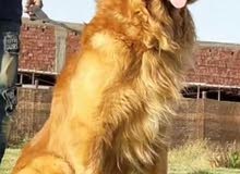 golden retriever male for mating golden retriever male for mating