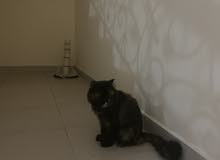 exotic and scottish fold l exotic and scottish fold l