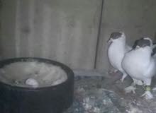 حمام البيع حمام البيع